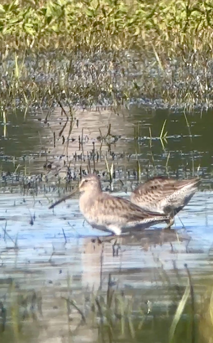 Long-billed Dowitcher - ML644539369