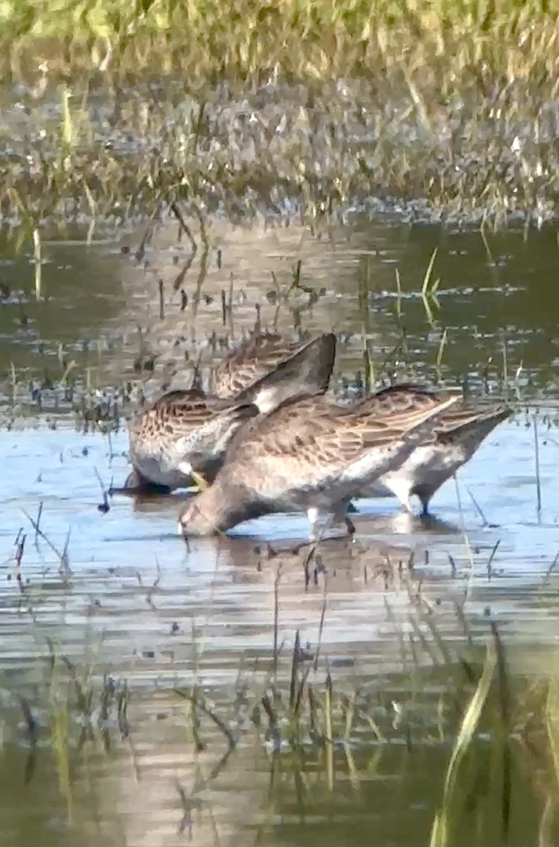 Long-billed Dowitcher - ML644539370