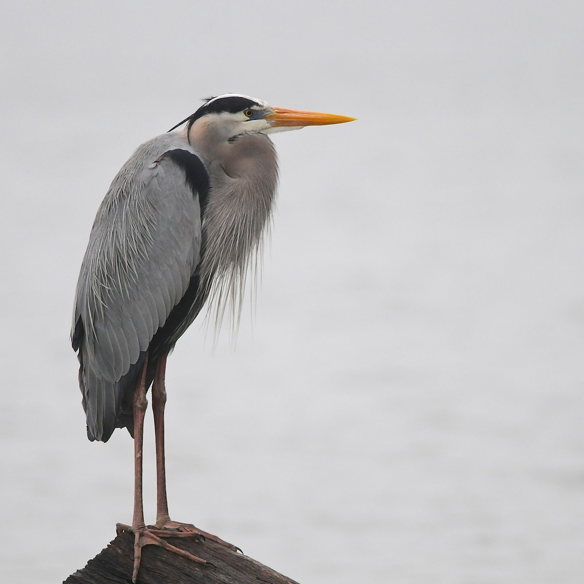 Great Blue Heron - ML644539379
