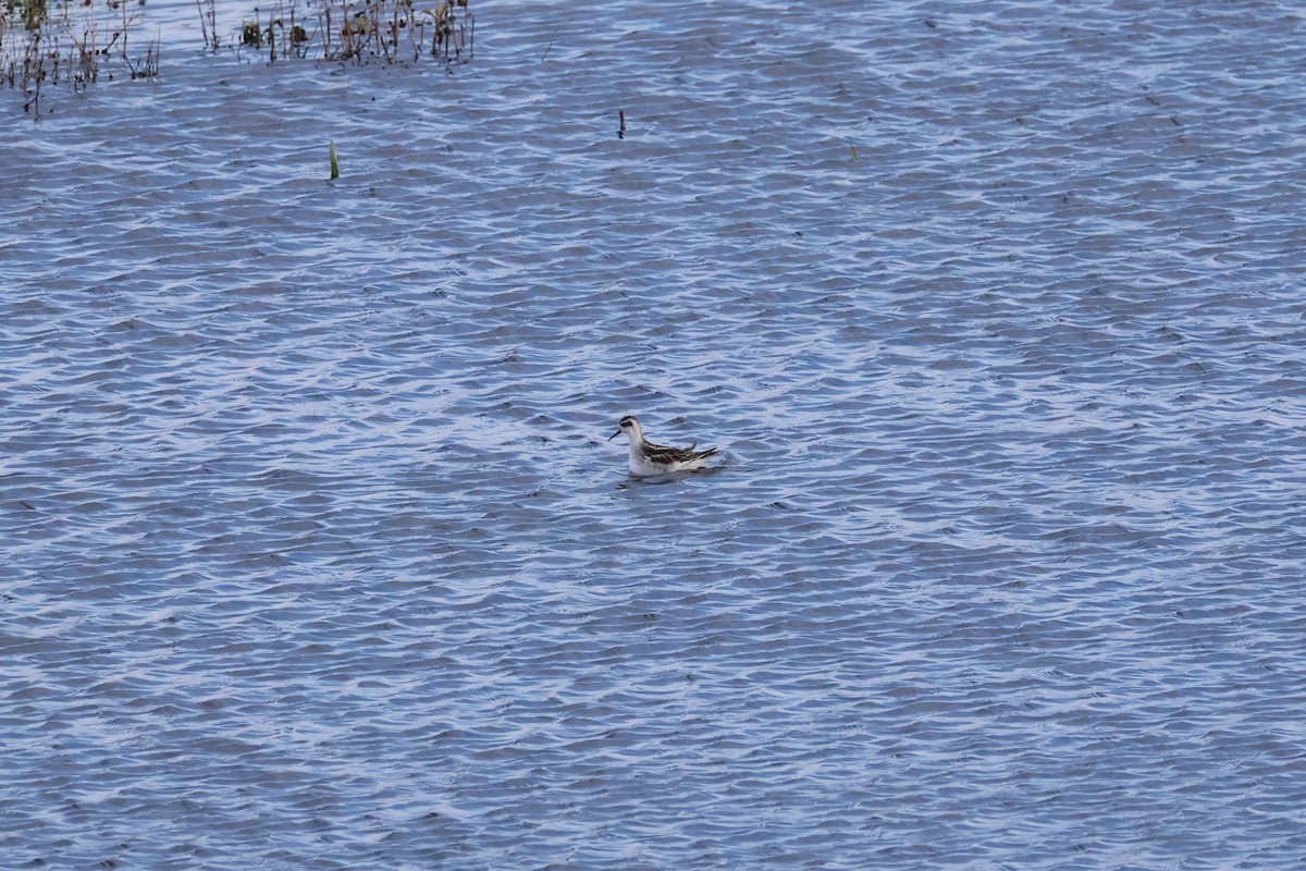 Red-necked Phalarope - ML644539381