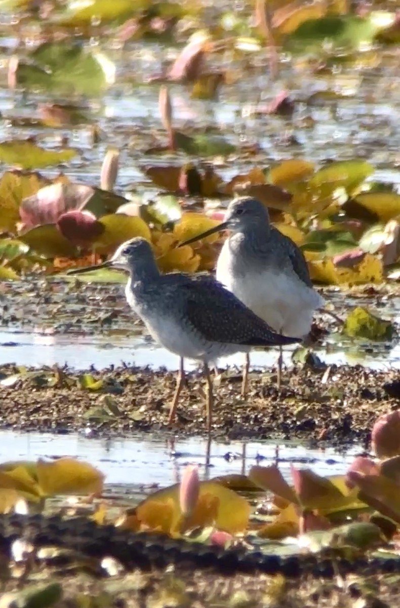 Коловодник жовтоногий/строкатий - ML644539385