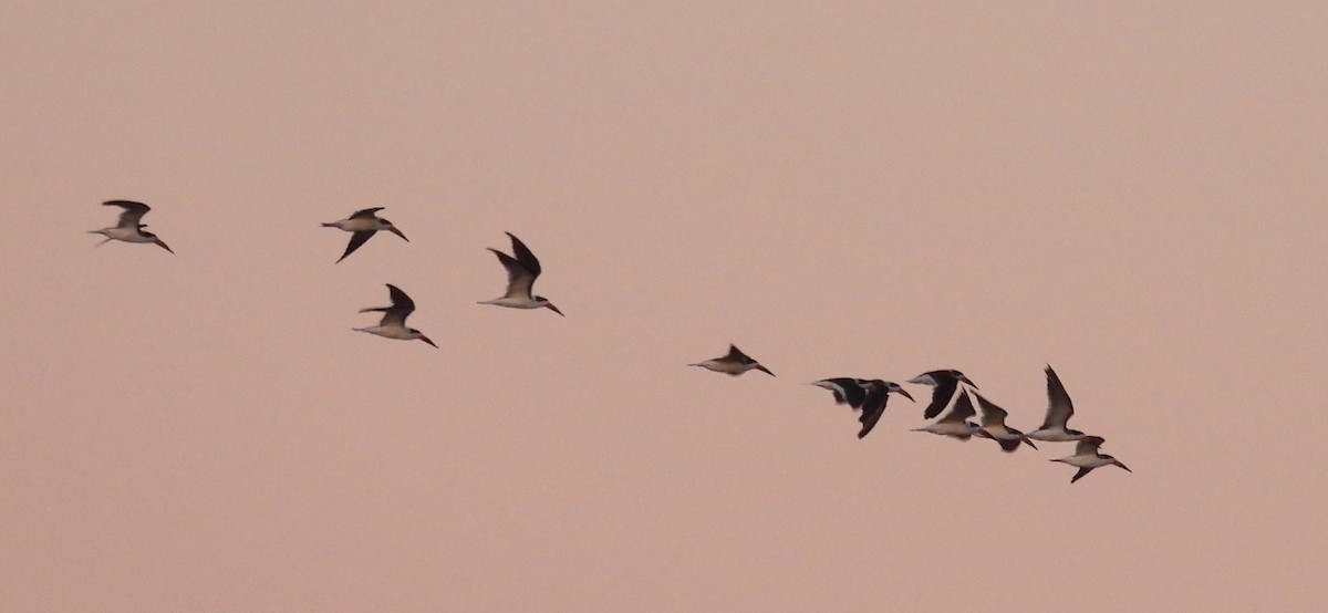 Black Skimmer - ML644539393