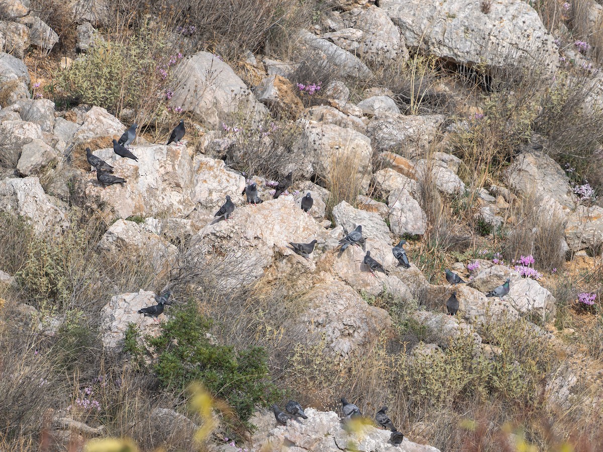 カワラバト（ドバト、家畜型） - ML644539394