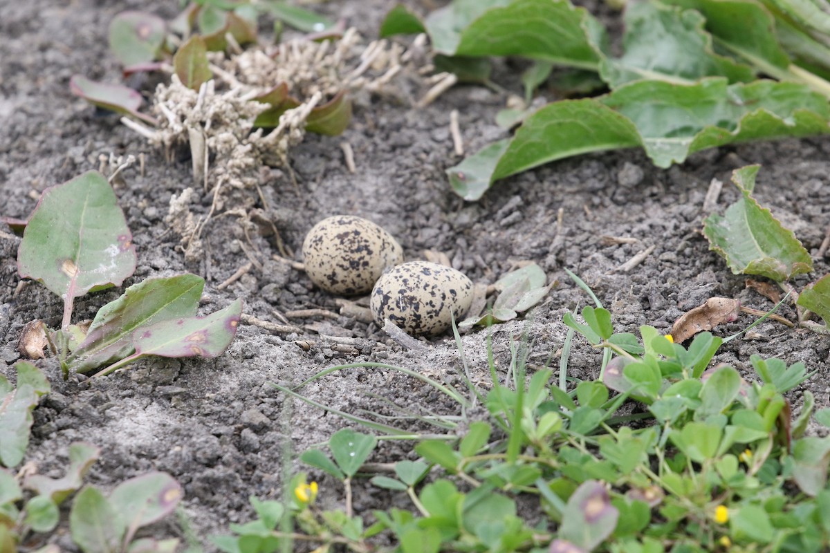 Red-capped Plover - ML644539395