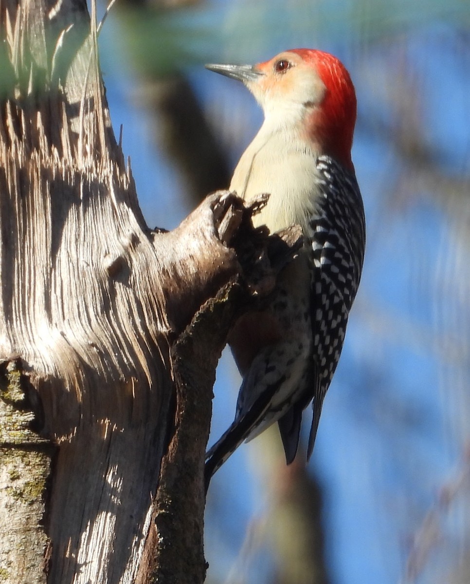 シマセゲラ - ML644539396