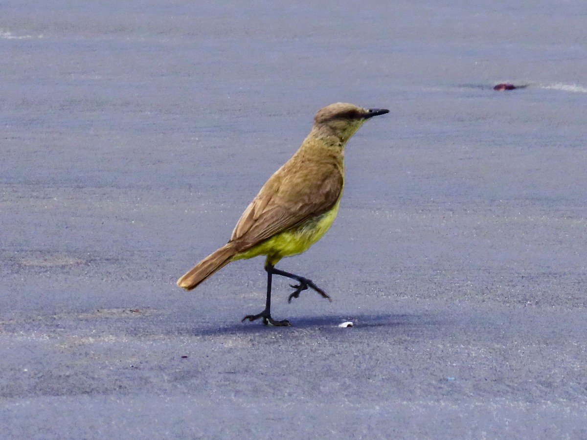 Cattle Tyrant - ML644539397