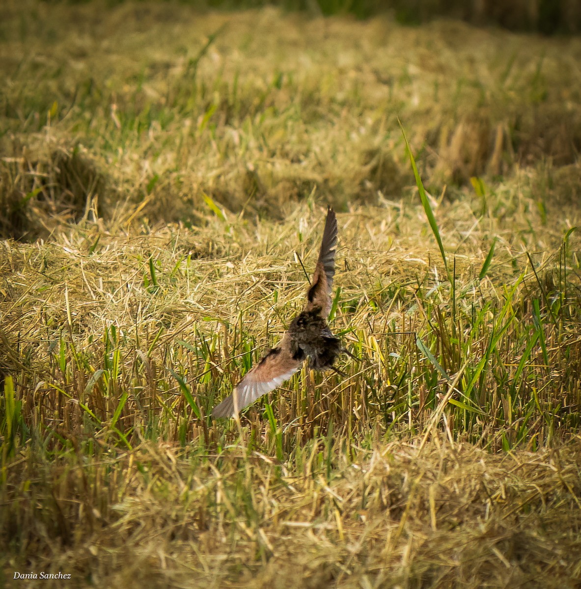 Virginia Rail - ML644539400
