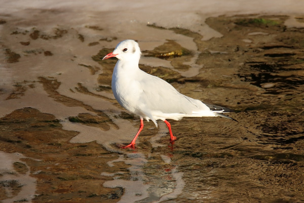 Black-headed Gull - ML644539402