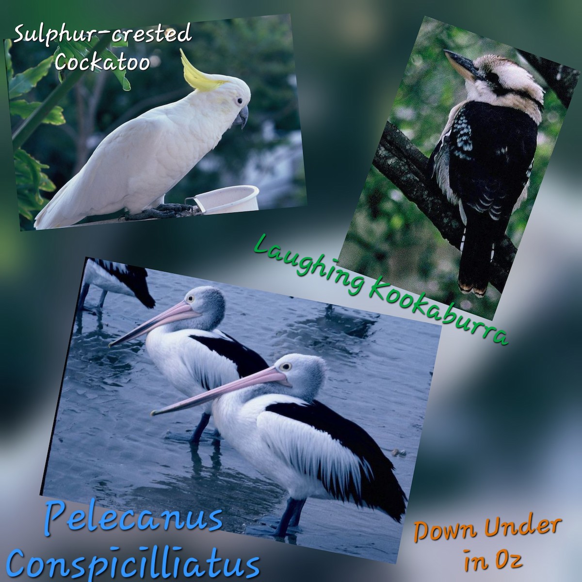 Papagei, unbestimmt - ML644539404