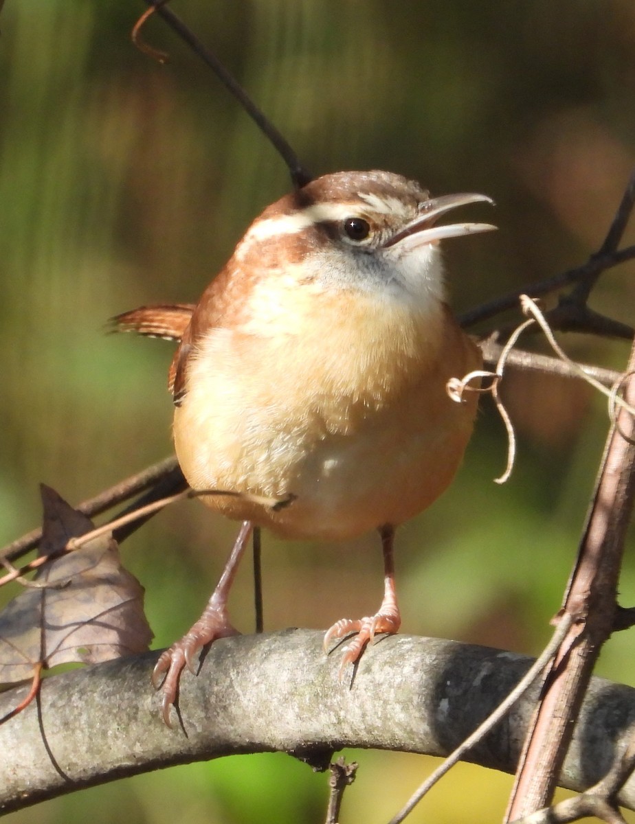 チャバラマユミソサザイ - ML644539405