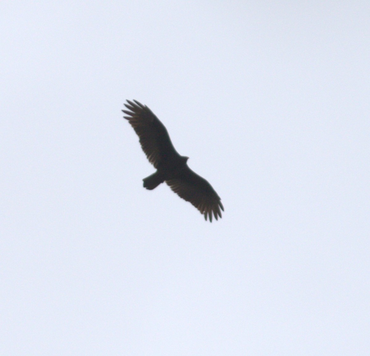 kalkunkondor - ML644539408