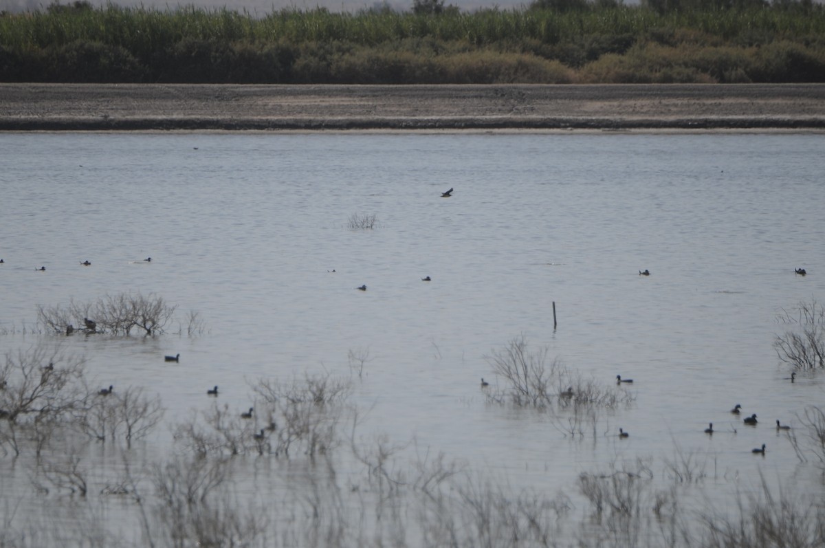 短尾賊鷗 - ML644539414