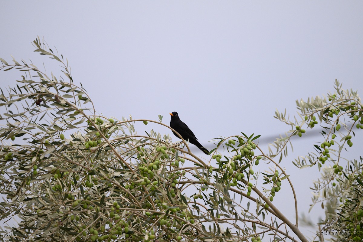 Eurasian Blackbird - ML644539416