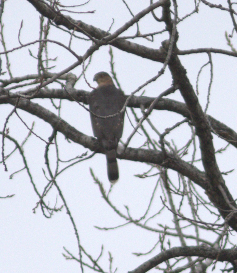Cooper's Hawk - ML644539419