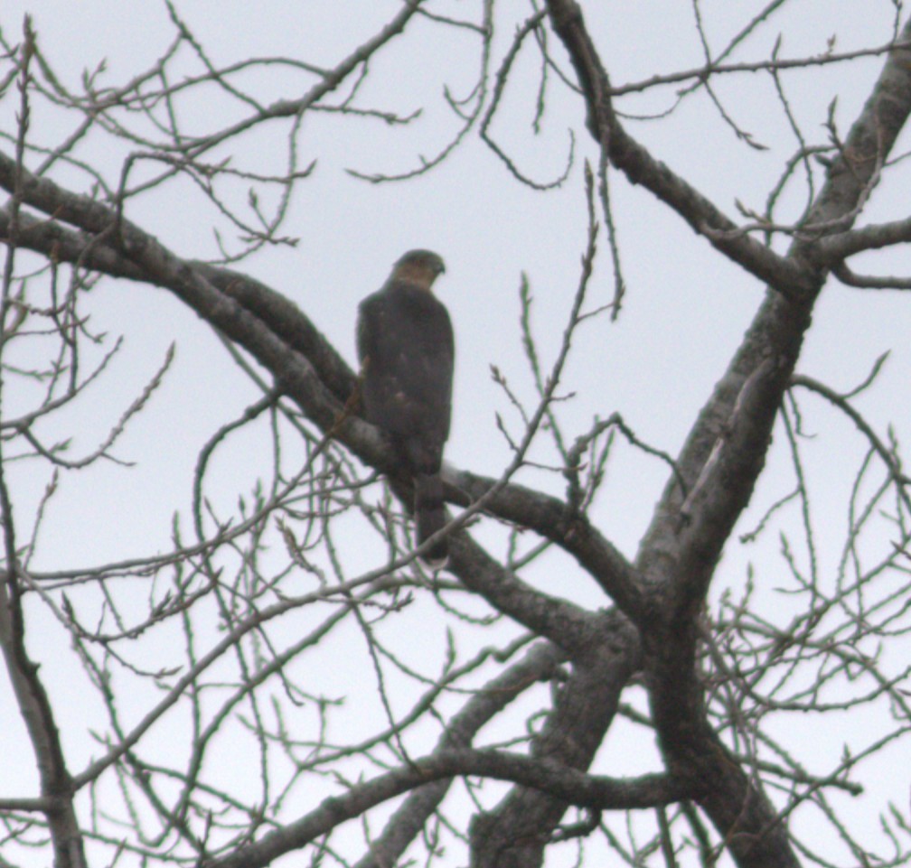 Cooper's Hawk - ML644539420