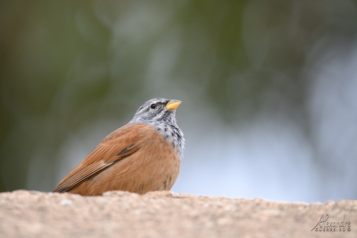 House Bunting - ML644539426