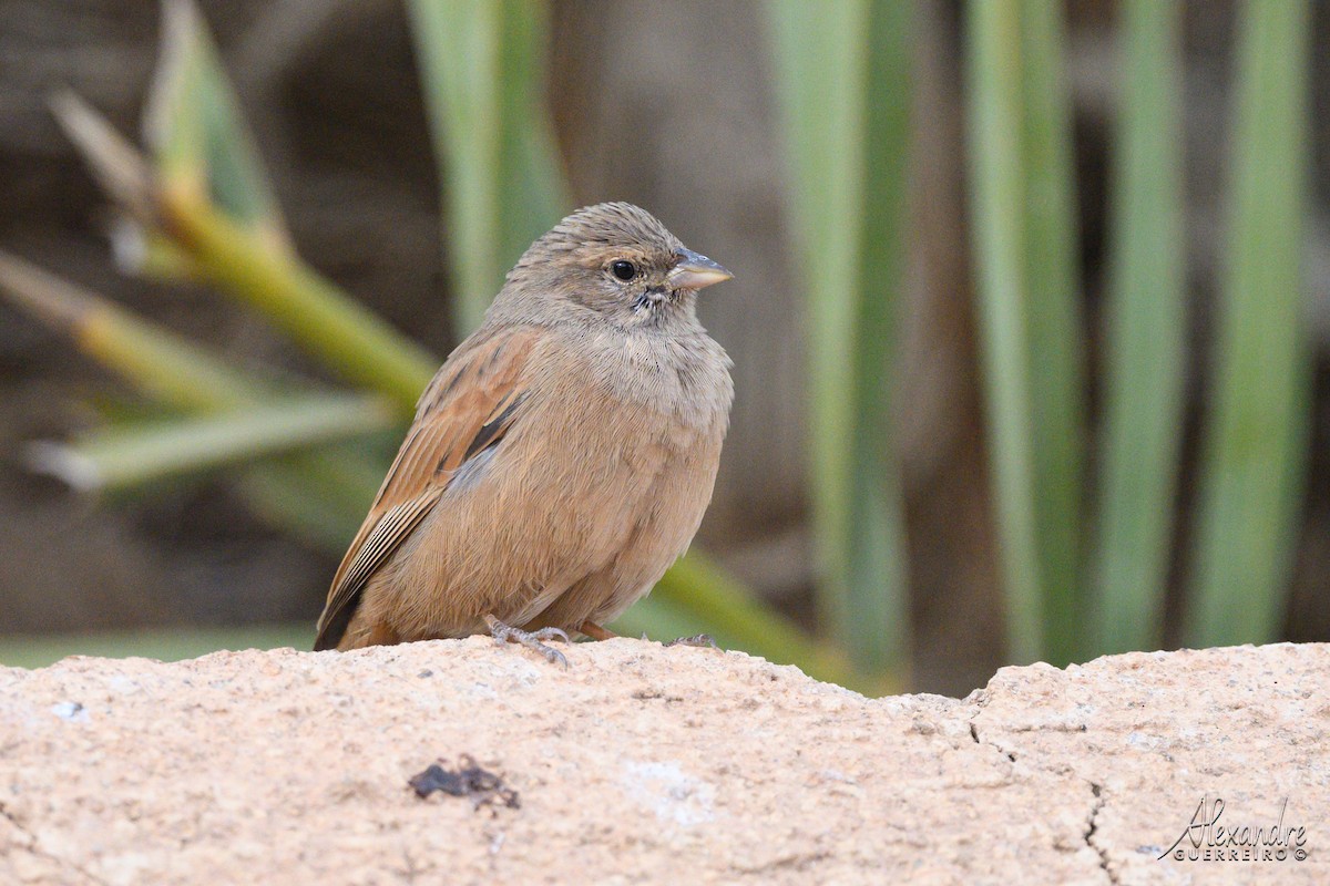House Bunting - ML644539427