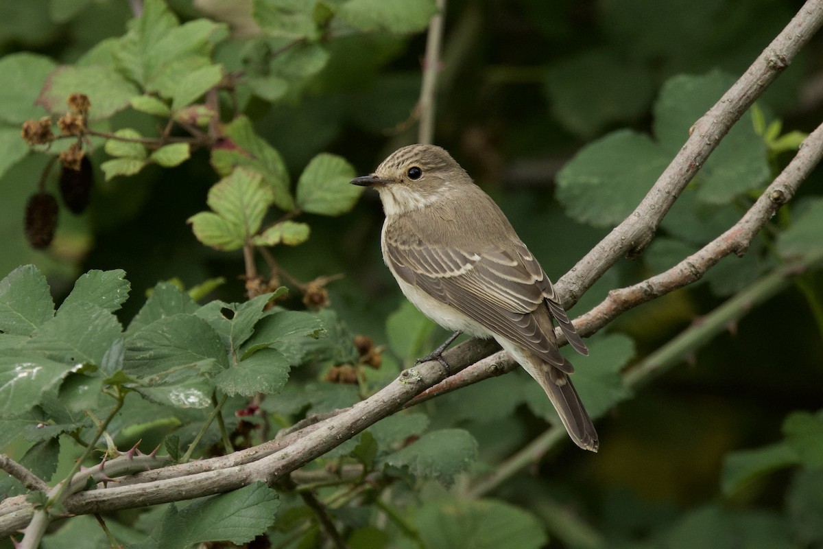Spotted Flycatcher - ML644539431
