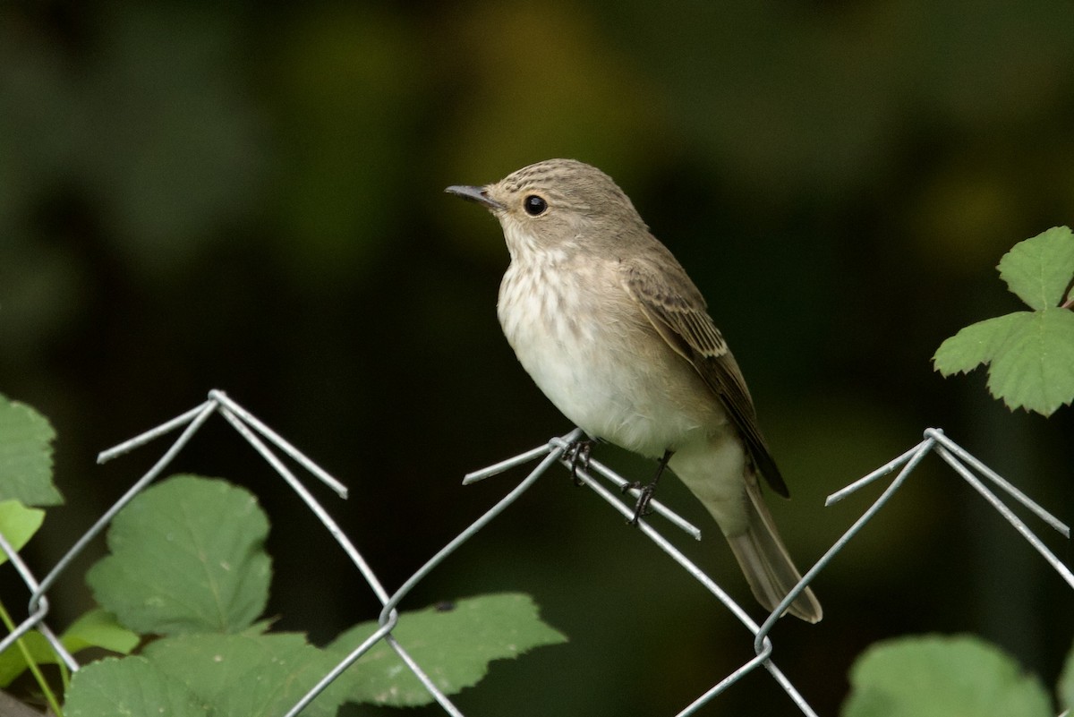 Spotted Flycatcher - ML644539432