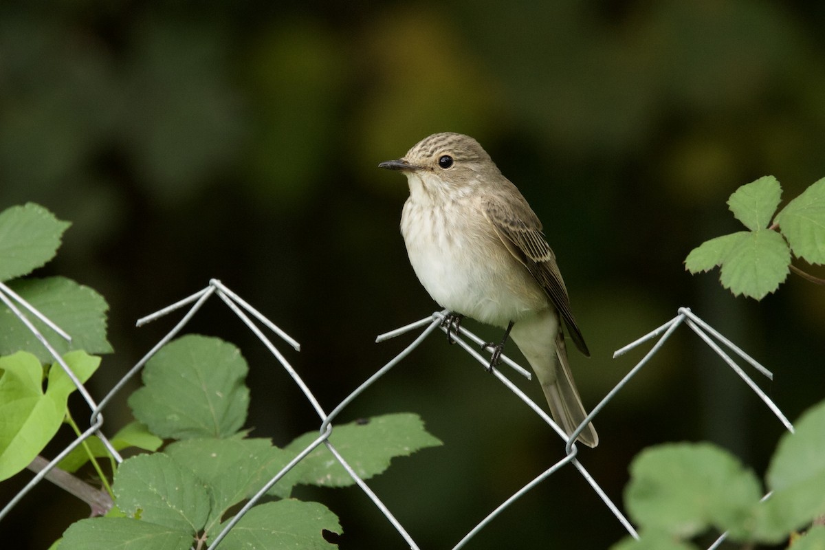 Spotted Flycatcher - ML644539433