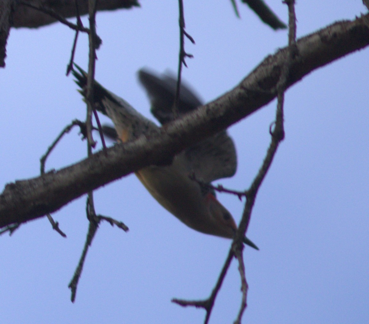 Carolinaspecht - ML644539435