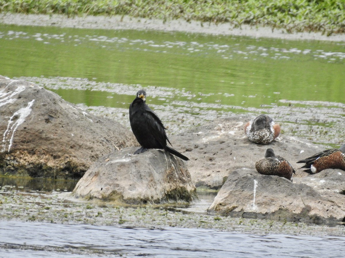 Kräuselscharbe - ML644539442