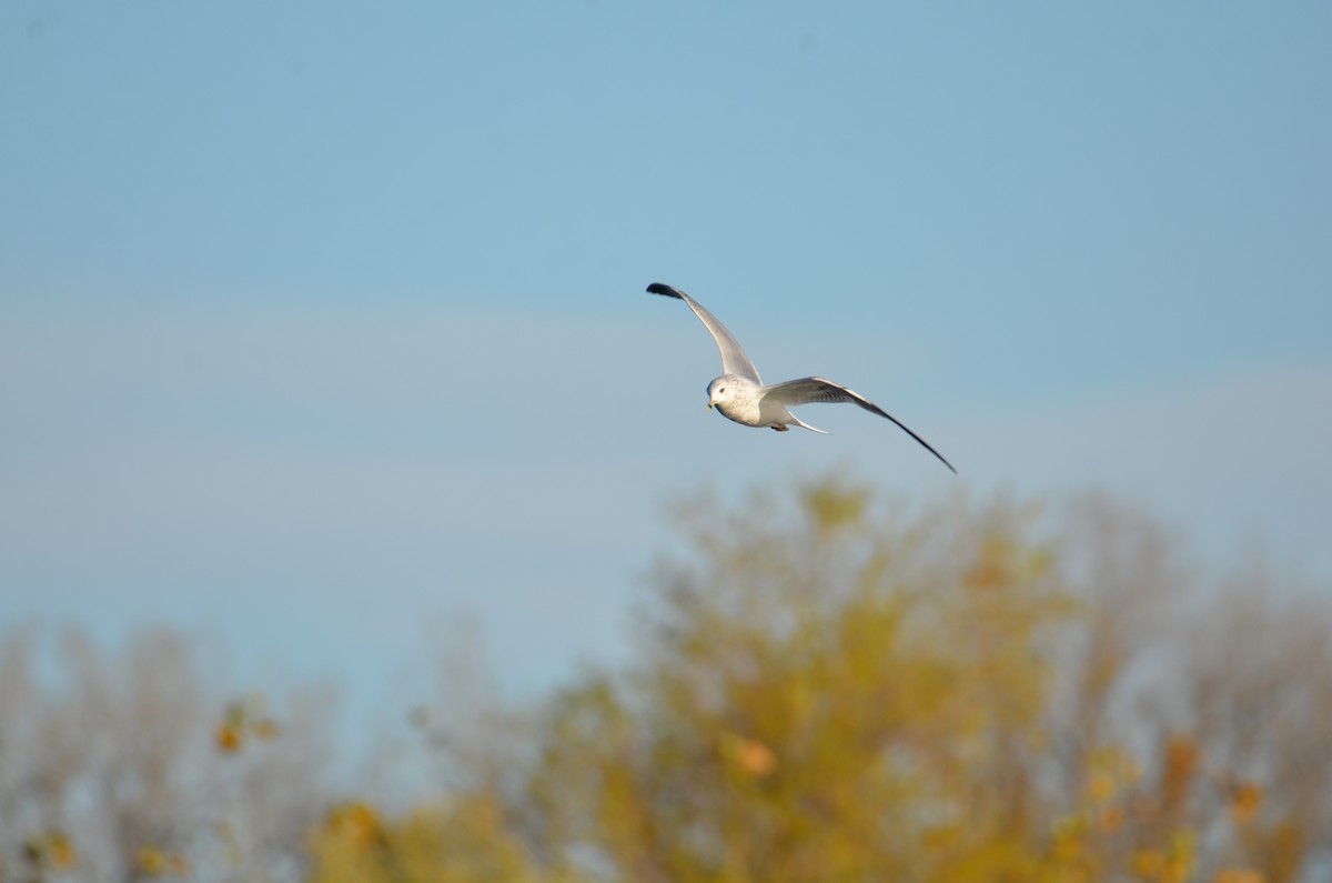 Ringschnabelmöwe - ML644539443