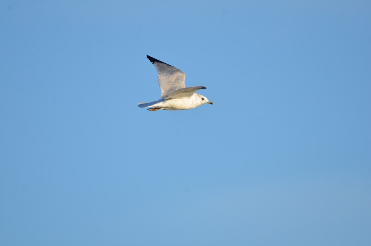 Ringschnabelmöwe - ML644539445