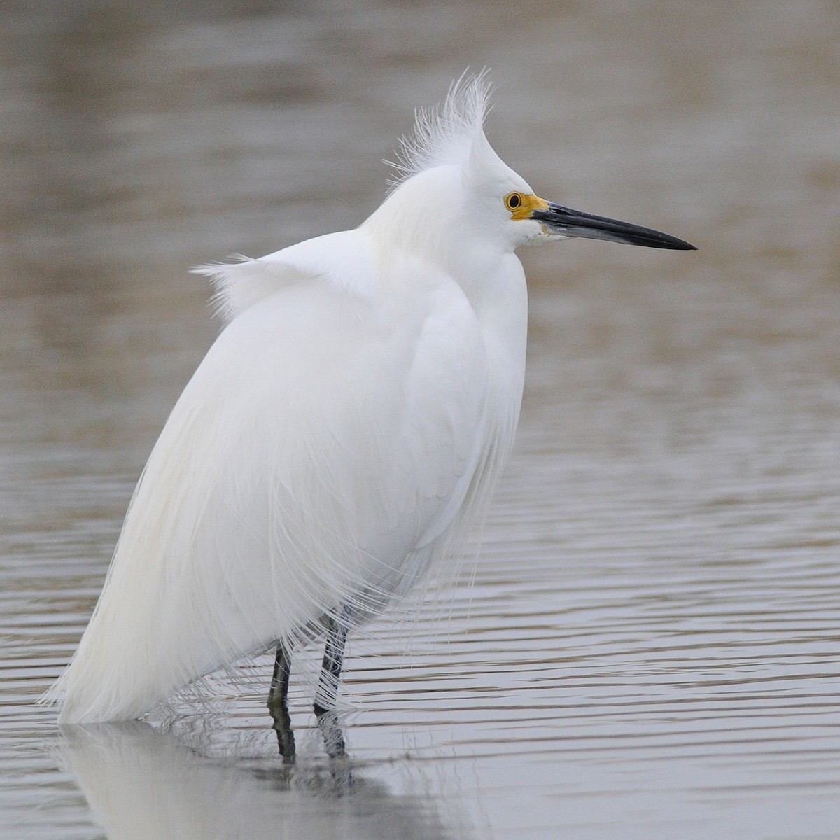 Schmuckreiher - ML644539446