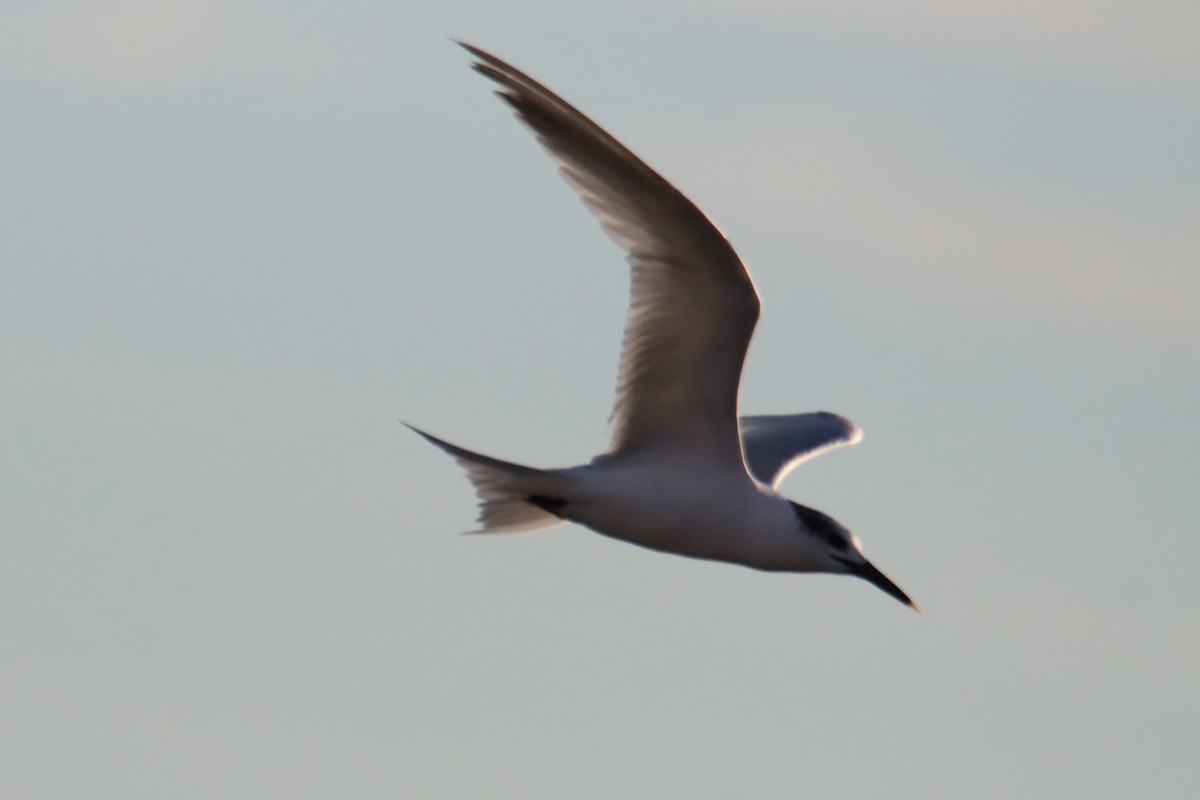 Brandseeschwalbe - ML644539448