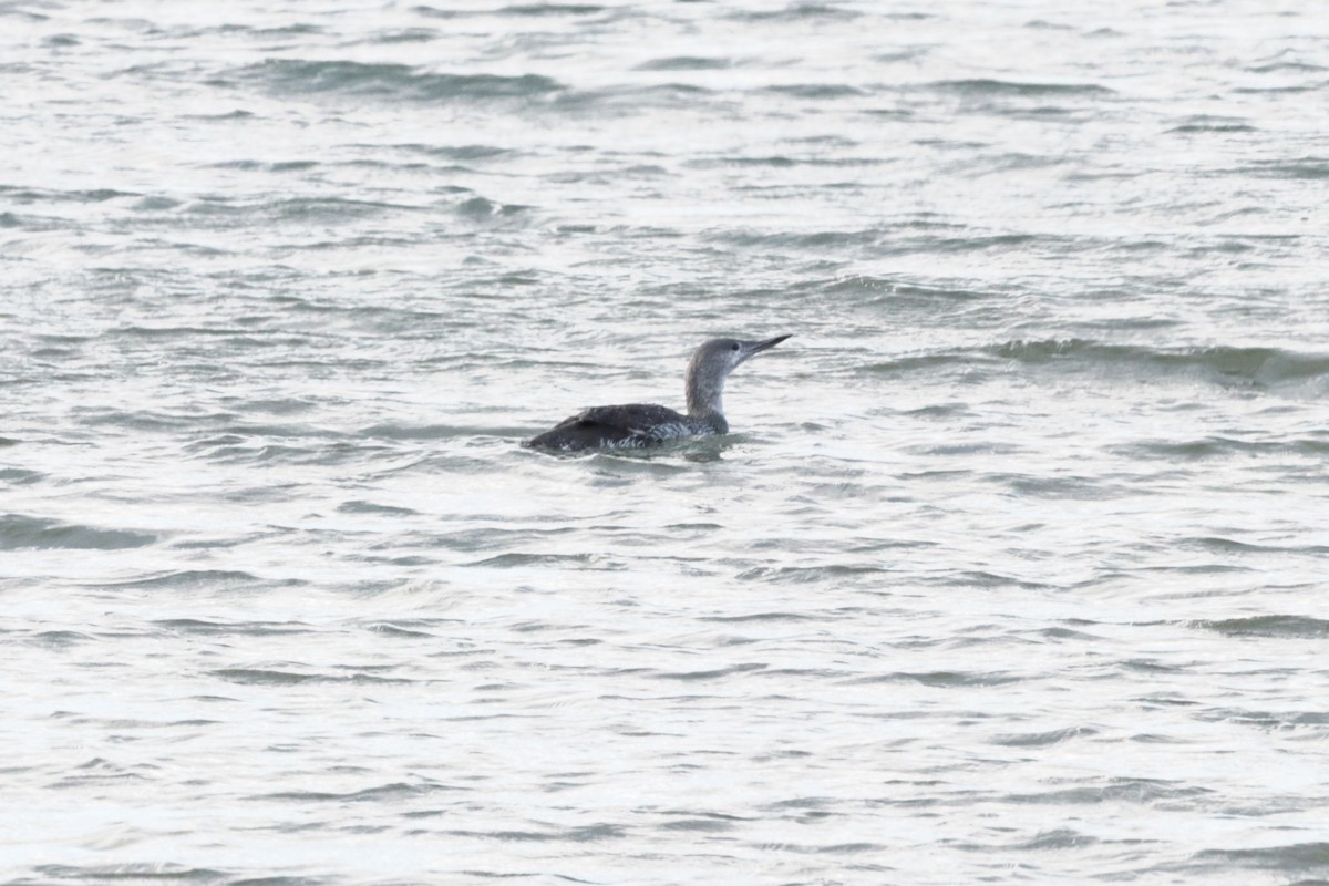 Sterntaucher - ML644539449