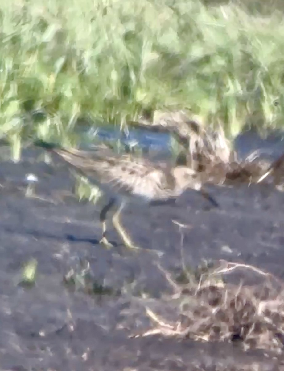 Graubrust-Strandläufer - ML644539450