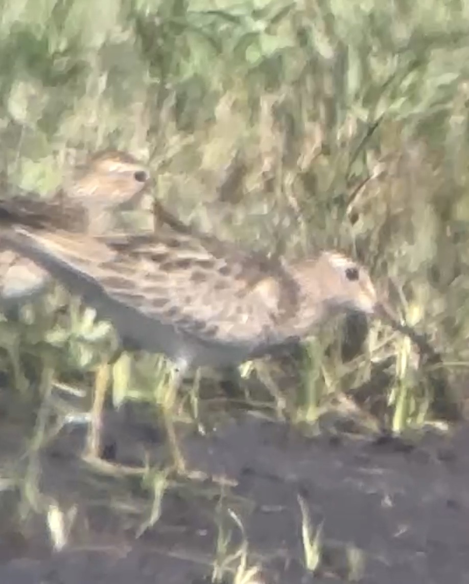 Graubrust-Strandläufer - ML644539451