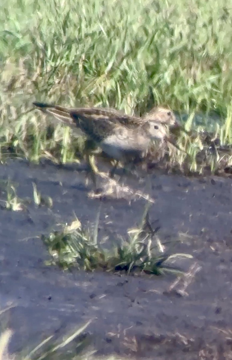 Graubrust-Strandläufer - ML644539452