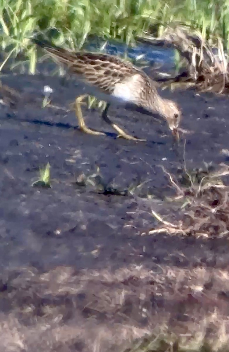 Graubrust-Strandläufer - ML644539453