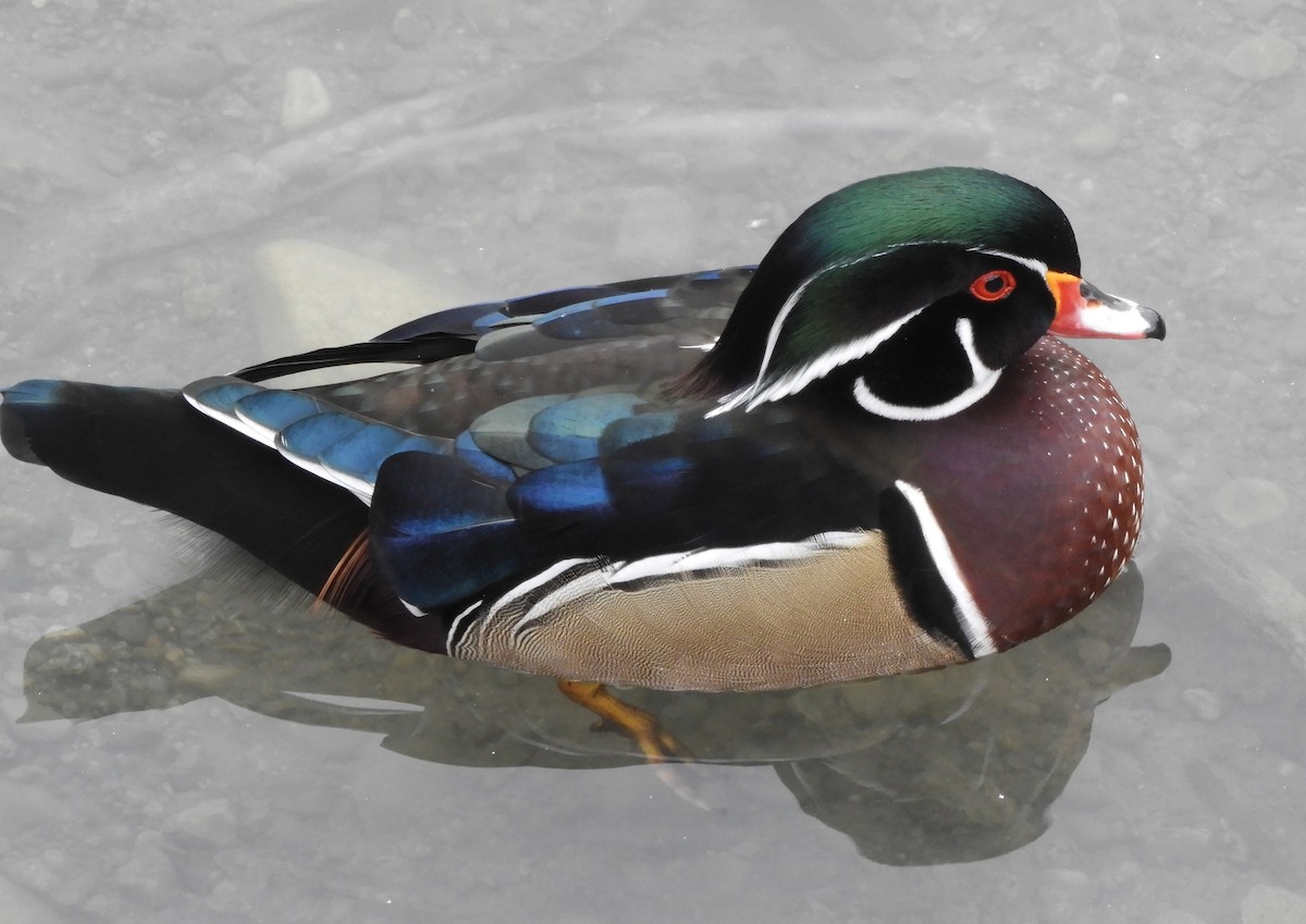 Brautente - ML644539455