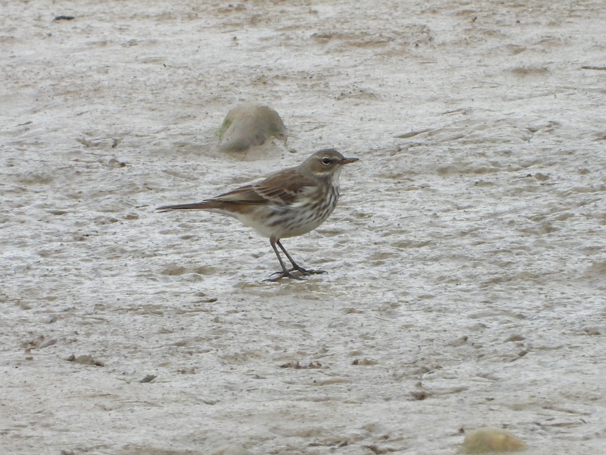 Bergpieper - ML644539456