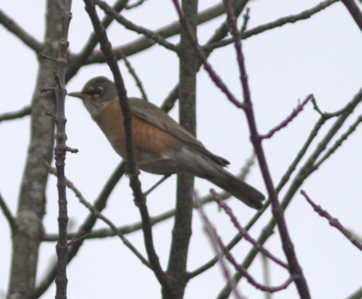 Wanderdrossel - ML644539457