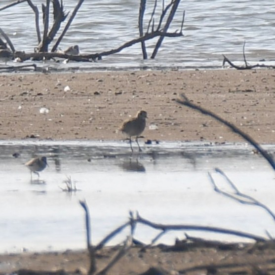 Goldregenpfeifer - ML644539458