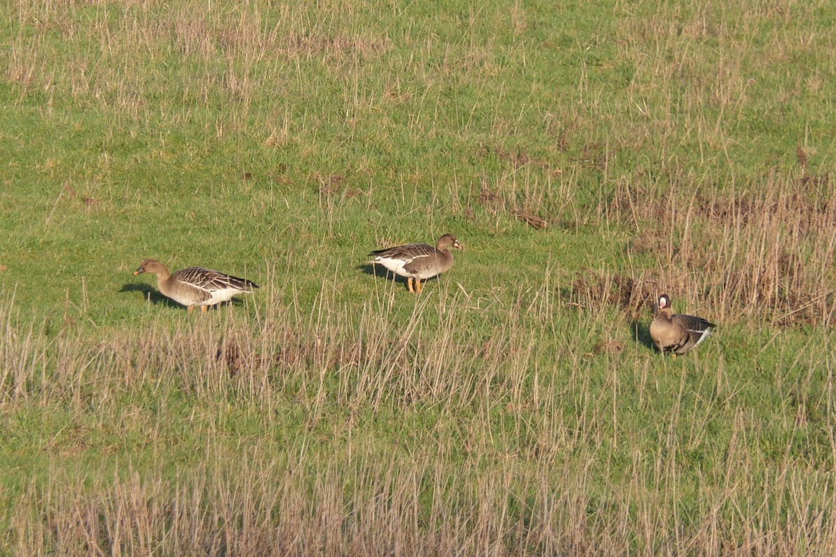 Bläss- x Tundrasaatgans (Hybrid) - ML644539460