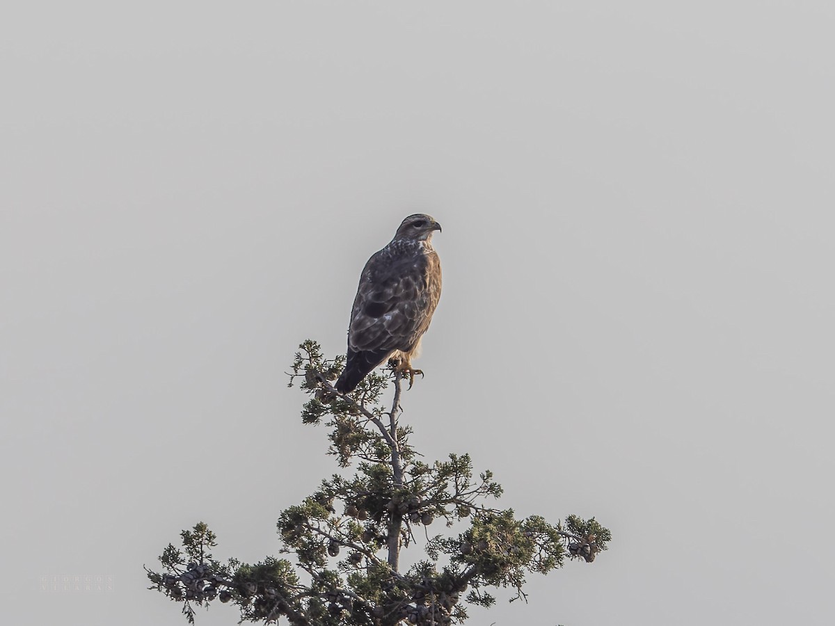 Mäusebussard - ML644539463