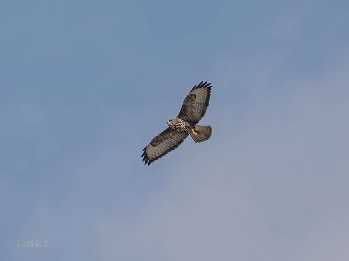 Mäusebussard - ML644539464