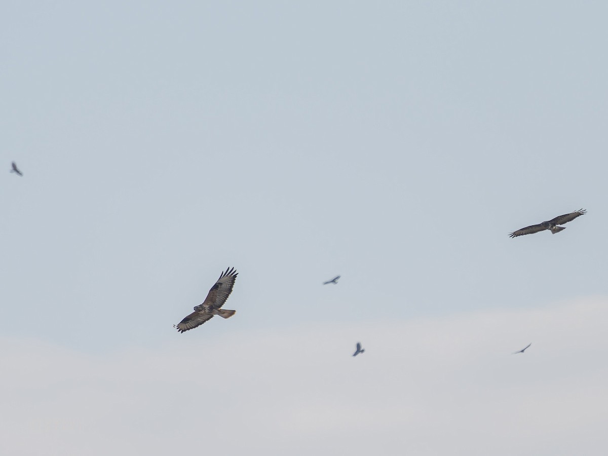 Mäusebussard - ML644539465