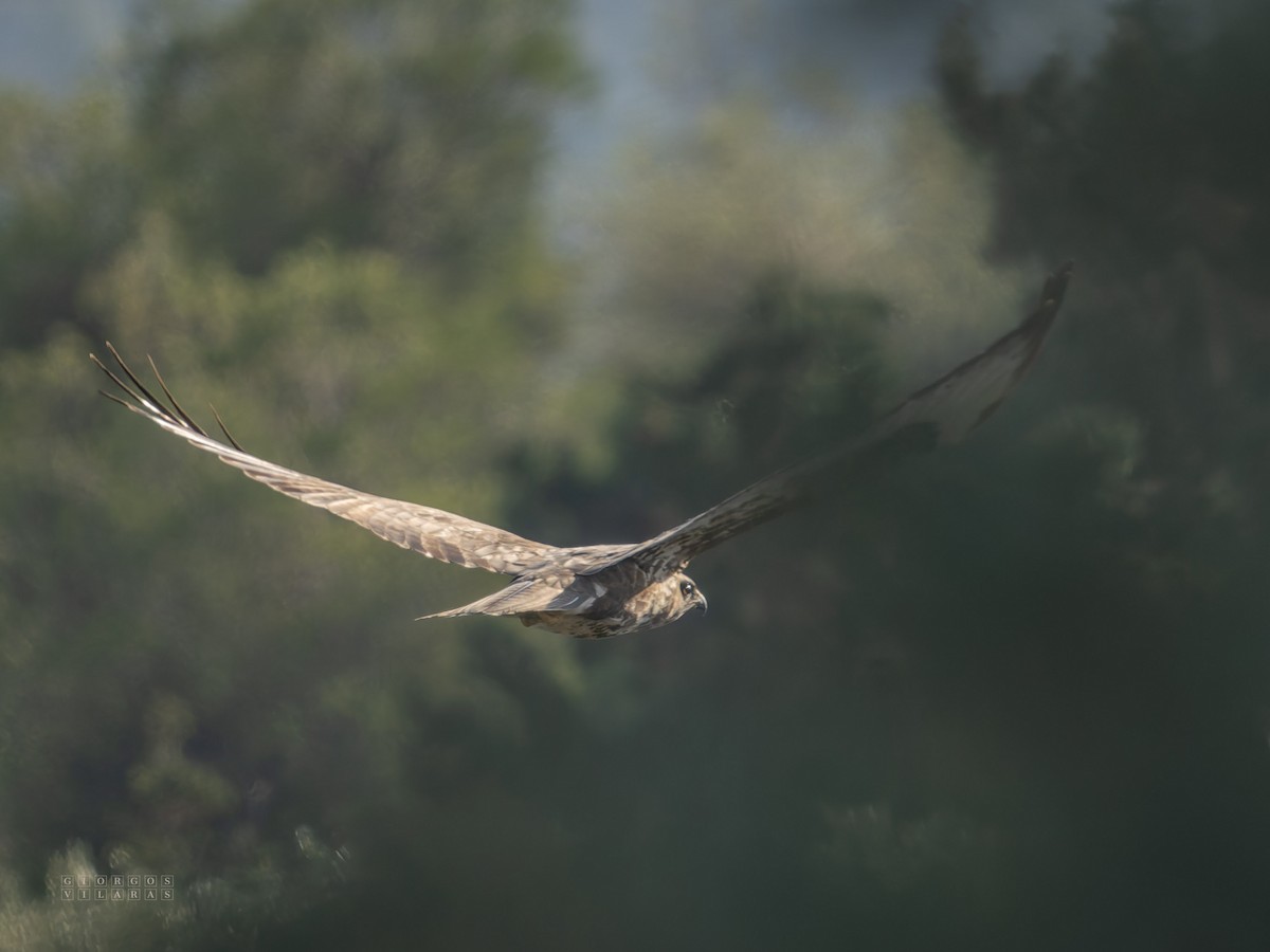 Mäusebussard - ML644539466