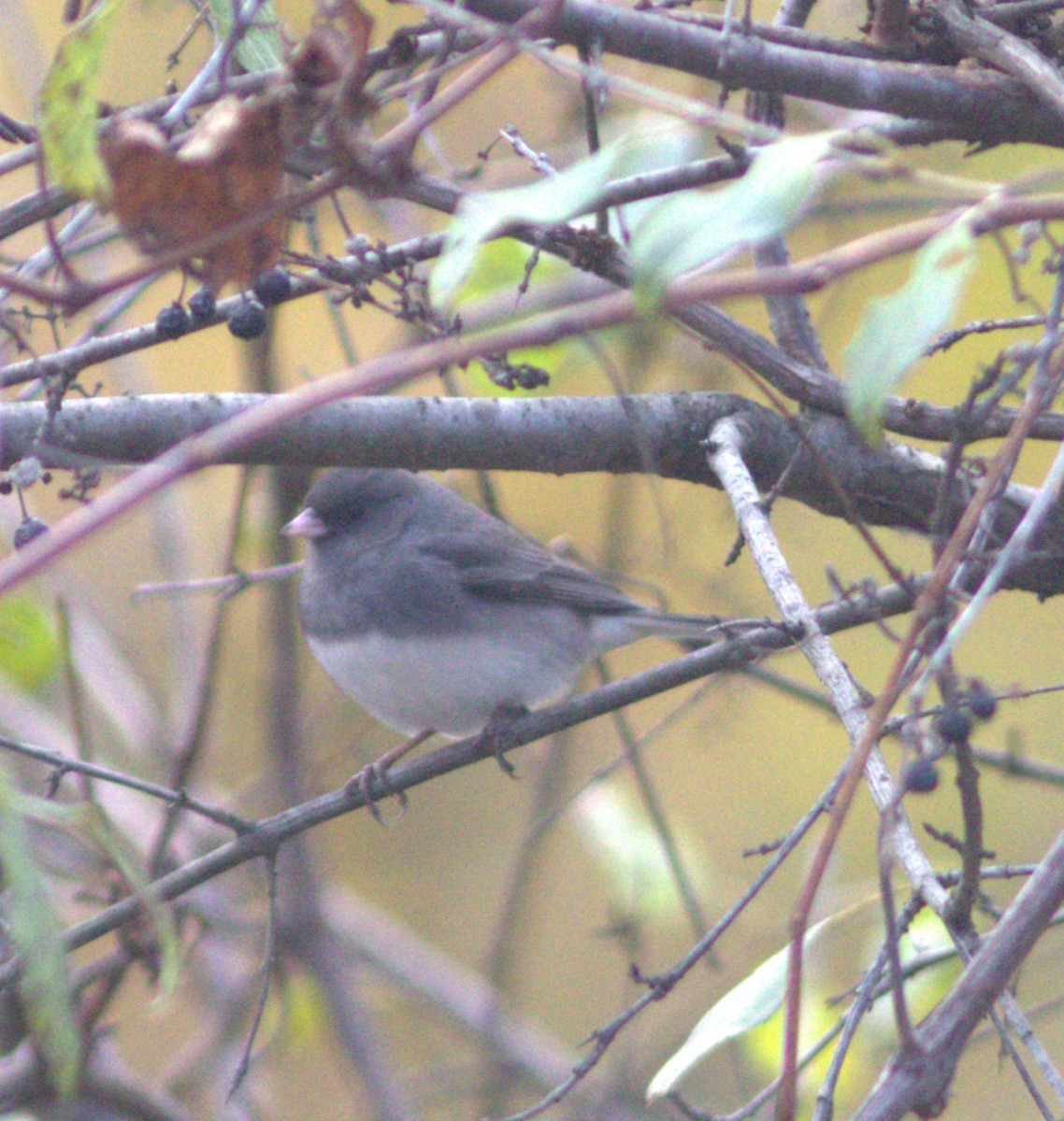 Winterammer (hyemalis/carolinensis) - ML644539467