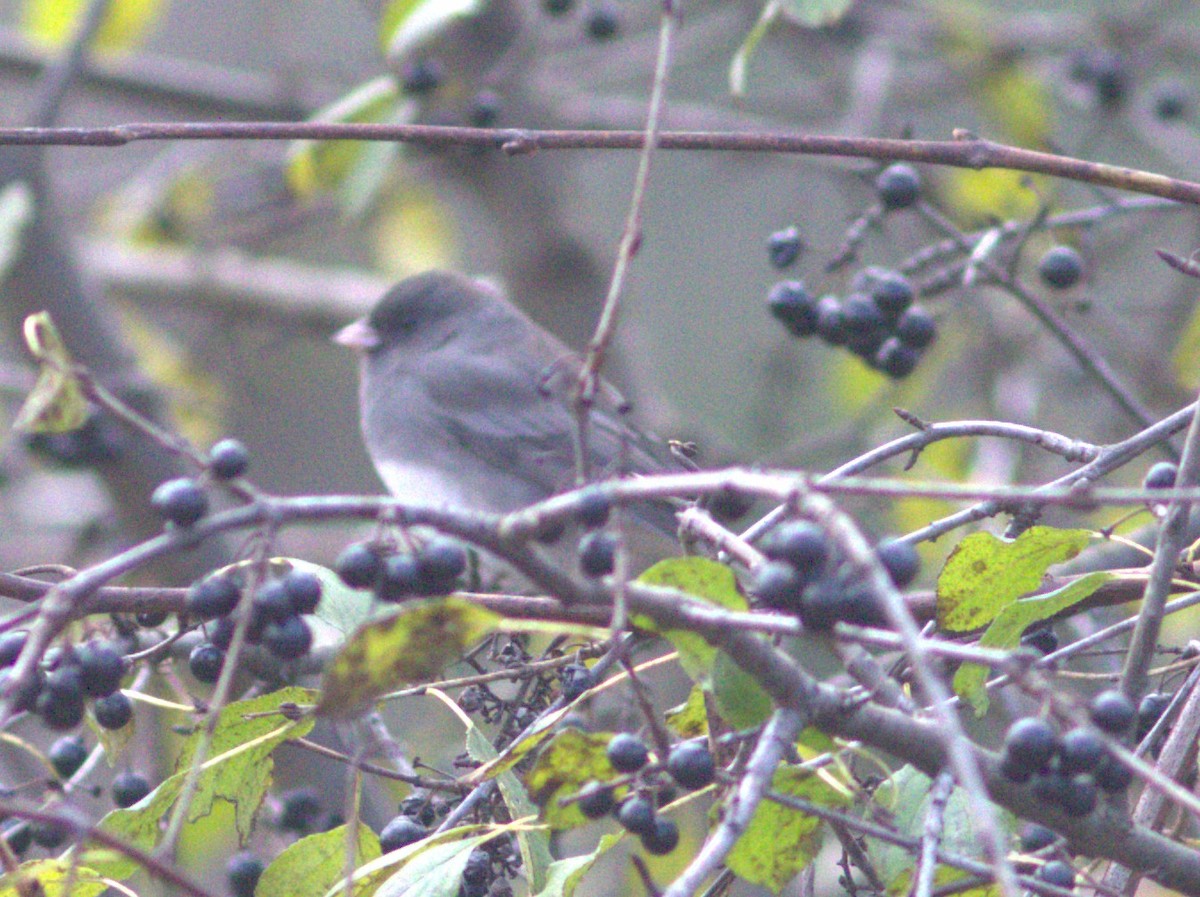 Winterammer (hyemalis/carolinensis) - ML644539468