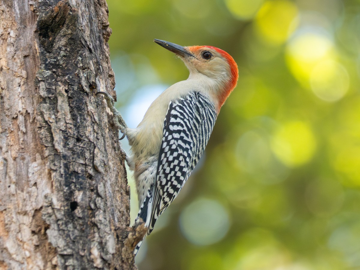 Red-bellied Woodpecker - ML644539471