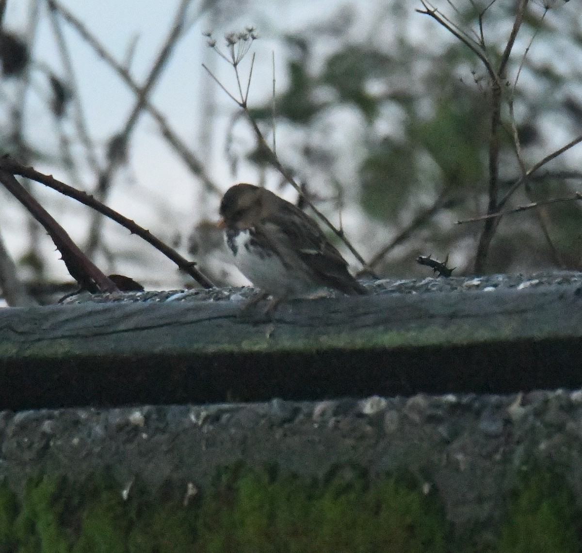Harris's Sparrow - ML644539472