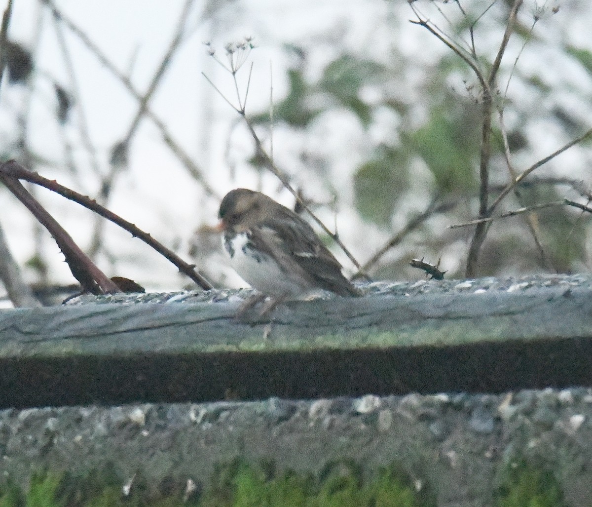 Harris's Sparrow - ML644539473