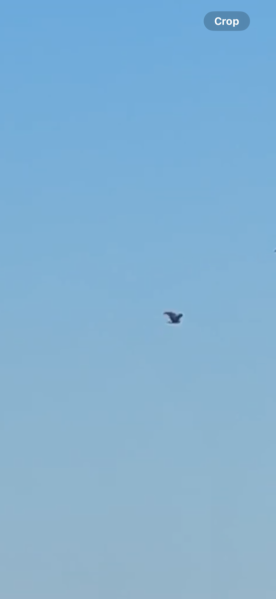 Milan des marais - ML644539474